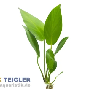 Gillets Speerblatt, Anubias gilletii, im Topf Preis Gesenkt